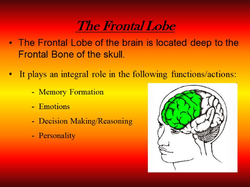 The Frontal Lobe The Frontal Lobe of the brain is located deep to the